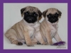  pug puppies for a loving home